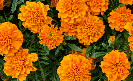 Manfaat Bunga Marigold Untuk Mata